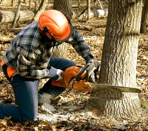 Tree Removal in Patten, ME